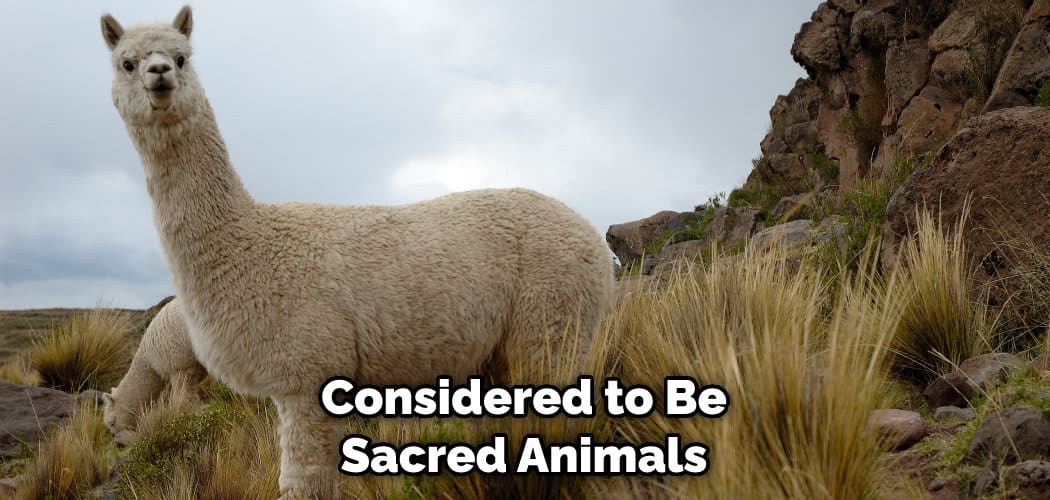 Llama Spiritual Meaning, Symbolism and Totem | Explained