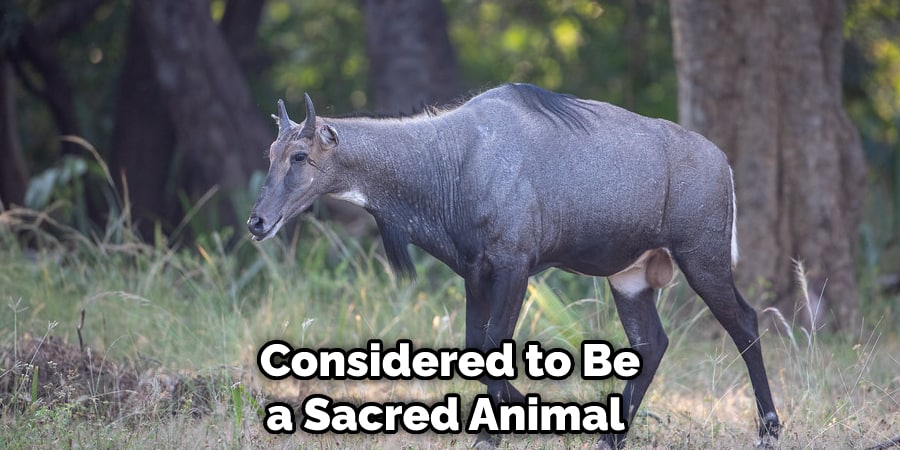 Considered to Be a Sacred Animal 