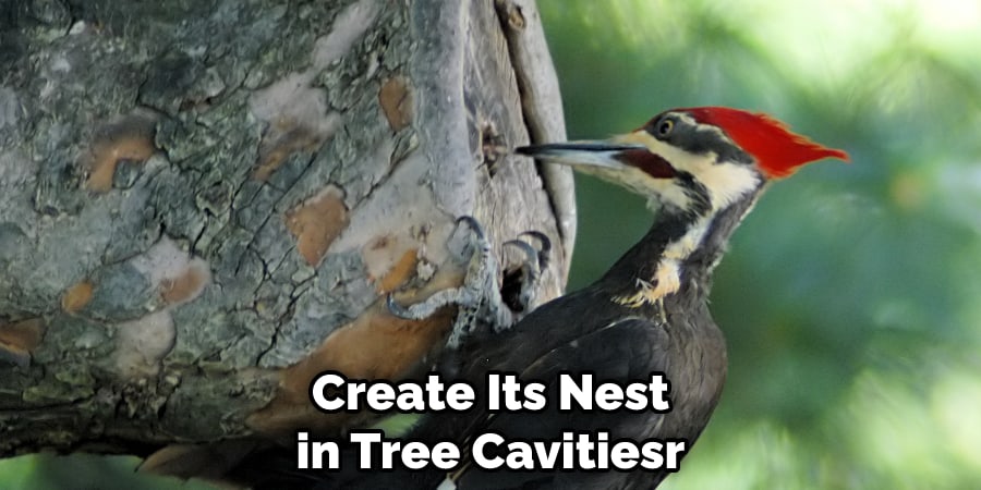 Create Its Nest in Tree Cavitiesr