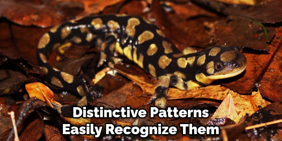 Distinctive Patterns Easily Recognize Them