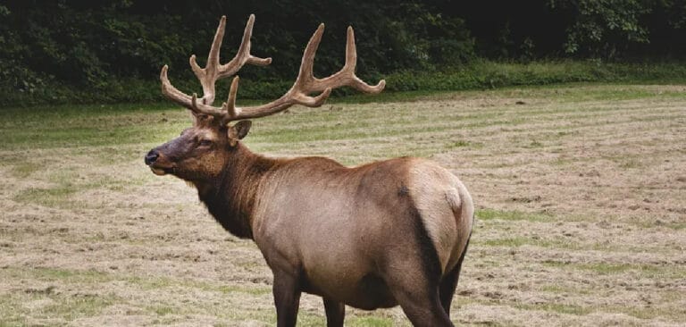 elk-spiritual-meaning-symbolism-and-totem-explanation