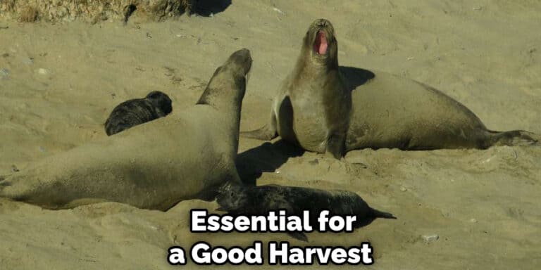 Elephant Seal Spiritual Meaning