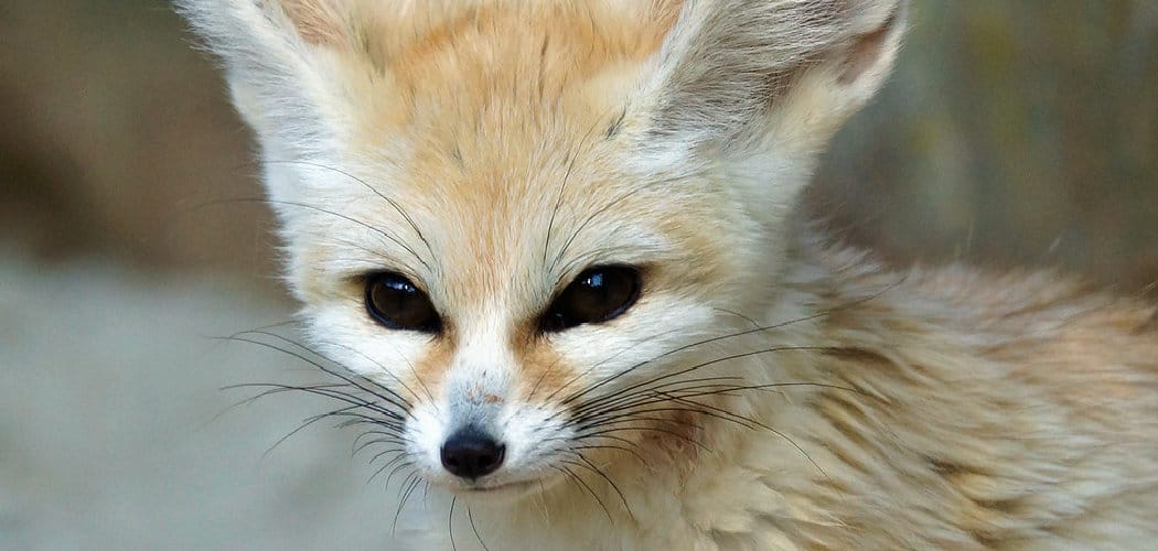 Fennec Fox Spiritual Meaning
