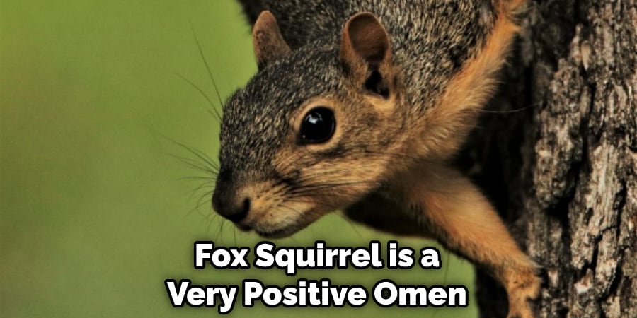 Fox Squirrel is a Very Positive Omen