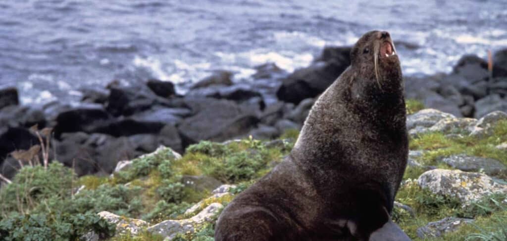 Fur Seal Spiritual Meaning