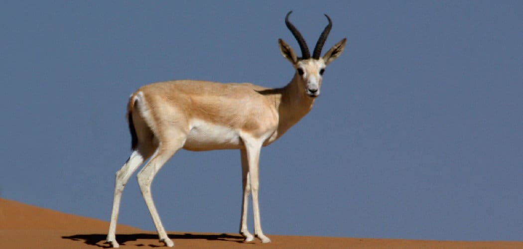Gazelle Spiritual Meaning