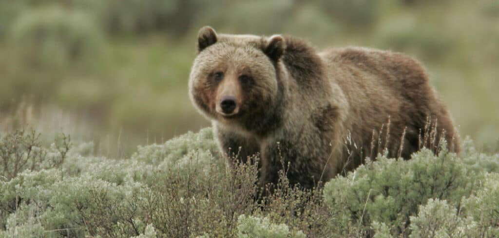 Grizzly Bear Spiritual Meaning