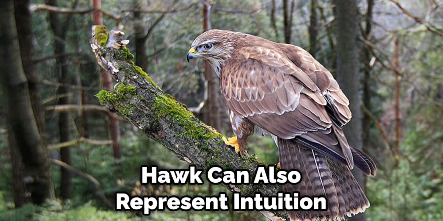 Hawk Can Also Represent Intuition