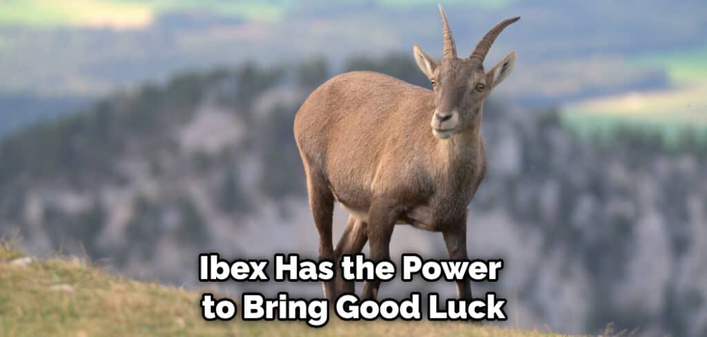 Ibex Has the Power to Bring Good Luck