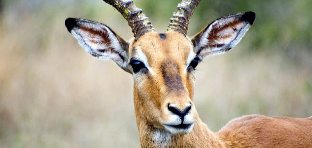 Impala Spiritual Meaning, Symbolism, and Totem | Complete Guide