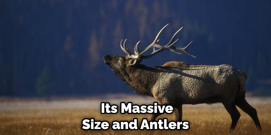  Its Massive Size and Antlers