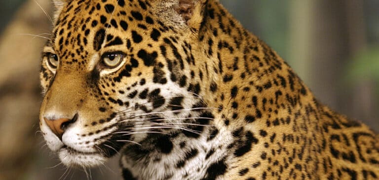 Jaguar Spiritual Meaning, Symbolism and Totem | Complete Guide