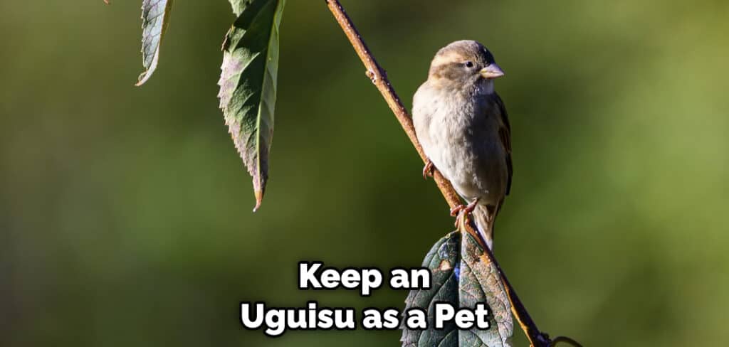 Keep an Uguisu as a Pet