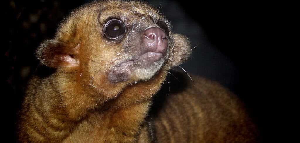 Kinkajou Spiritual Meaning