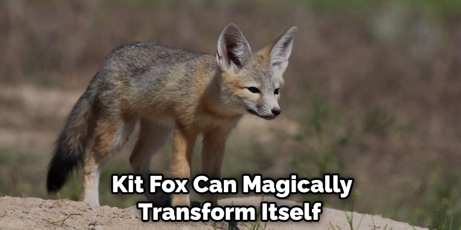  Kit Fox Can Magically Transform Itself