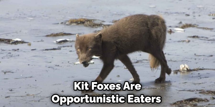 Kit Foxes Are Opportunistic Eaters 