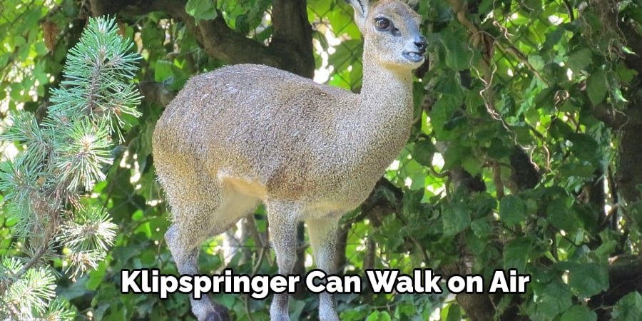  Klipspringer Can Walk on Air