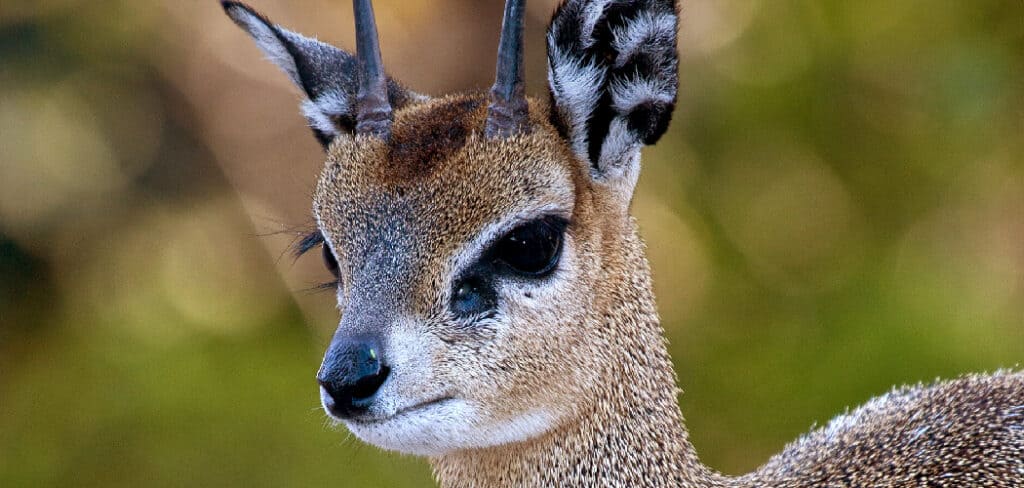 Klipspringer Spiritual Meaning