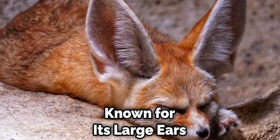 Known for Its Large Ears