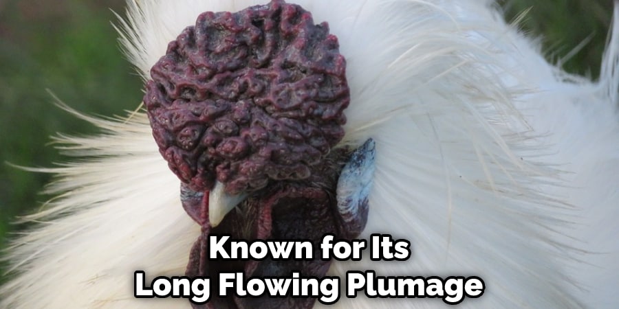 Known for Its Long Flowing Plumage