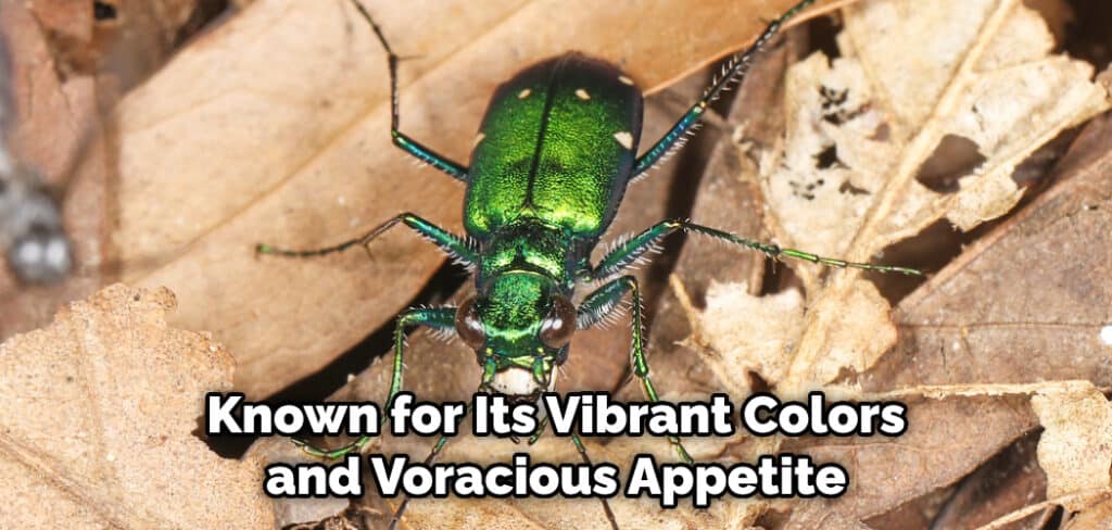 Known for Its Vibrant Colors and Voracious Appetite