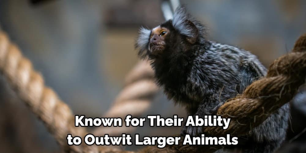 Known for Their Ability to Outwit Larger Animals