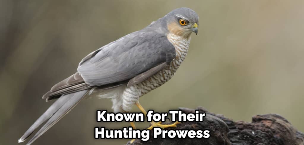 Known for Their Hunting Prowess