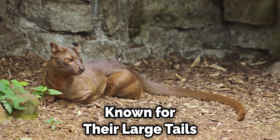 Known for Their Large Tails