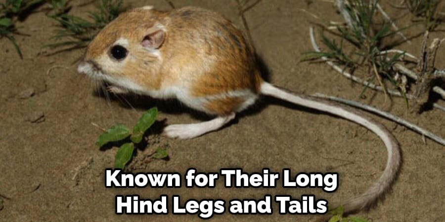 Known for Their Long Hind Legs and Tails