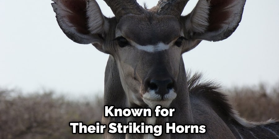 Known for Their Striking Horns 