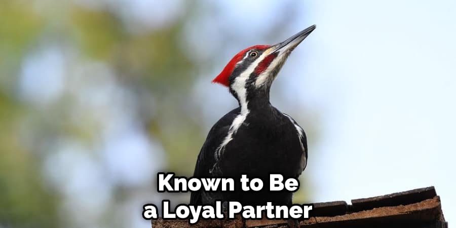 Known to Be a Loyal Partner