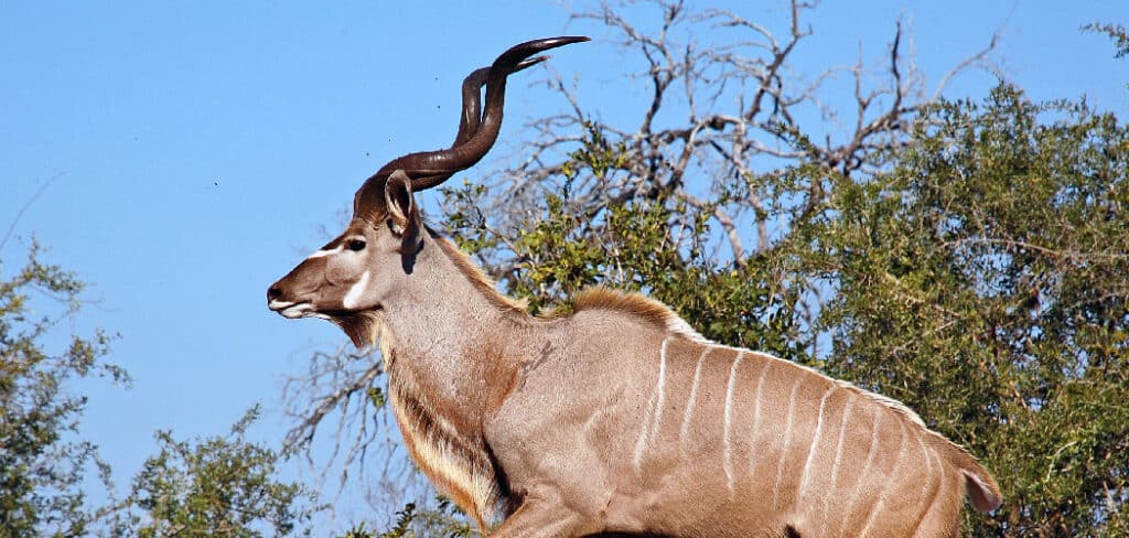 Kudu Spiritual Meaning