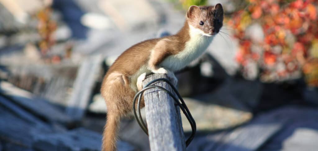 Least Weasel Spiritual Meaning