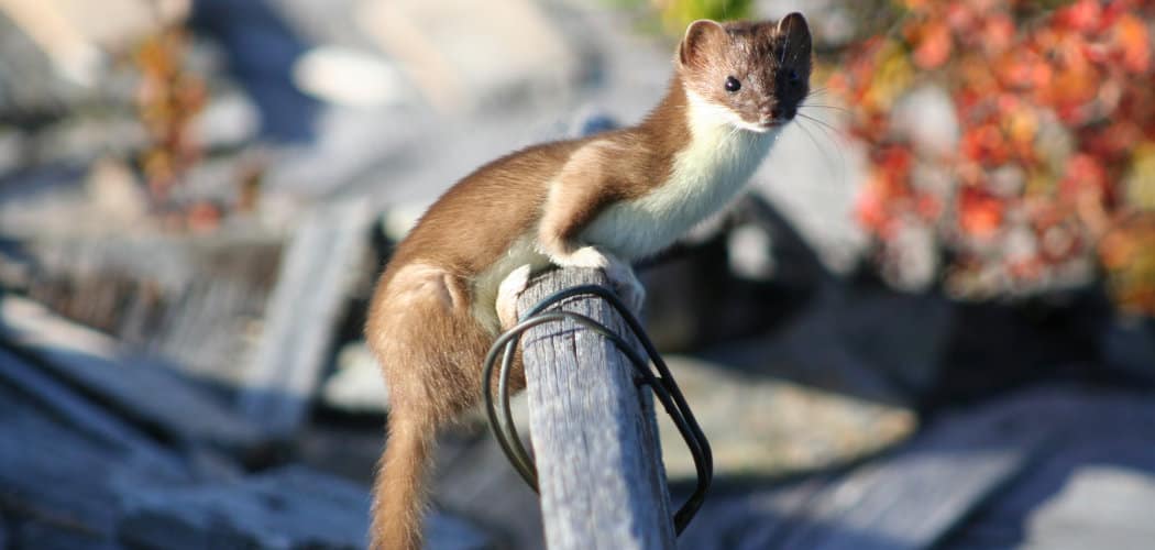 Least Weasel Spiritual Meaning, Symbolism, and Totem