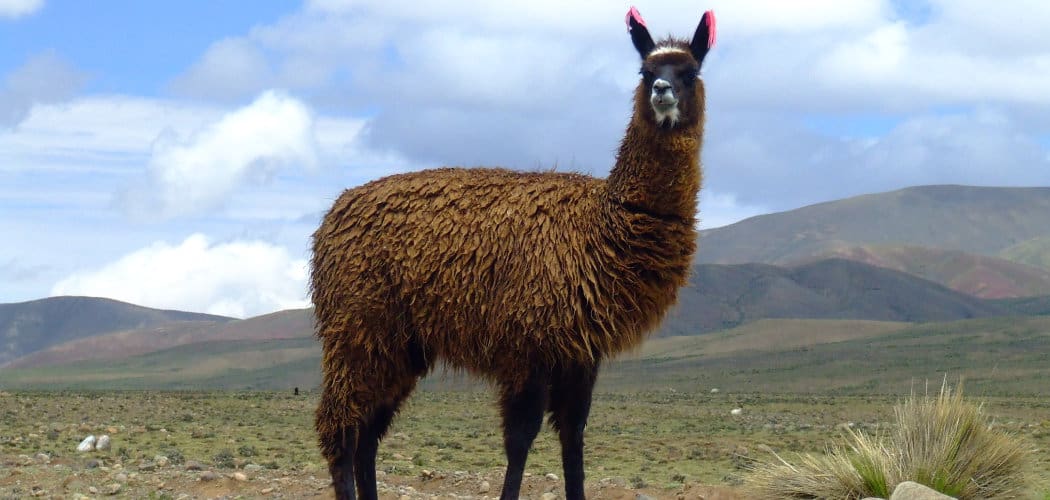 Llama Spiritual Meaning, Symbolism and Totem