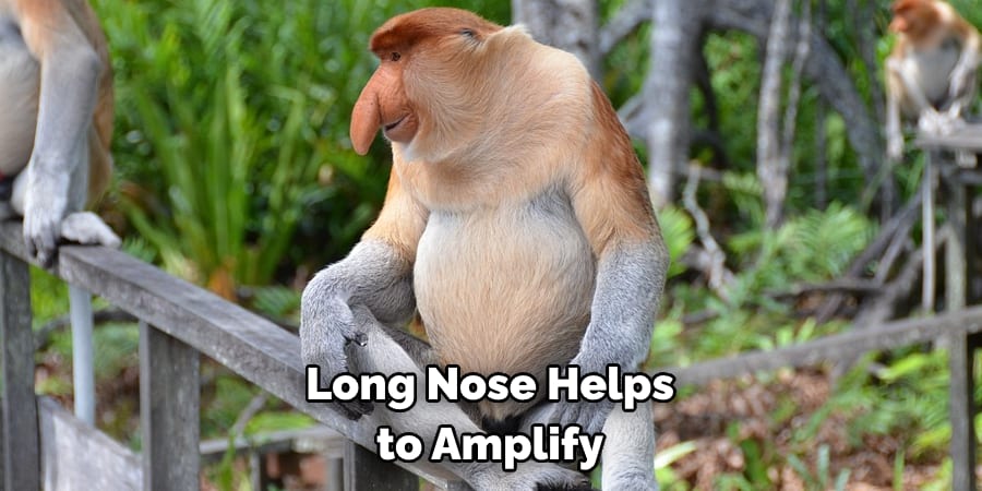 Long Nose Helps to Amplify