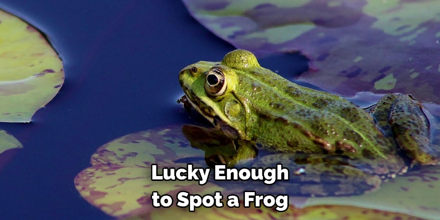 Lucky Enough to Spot a Frog