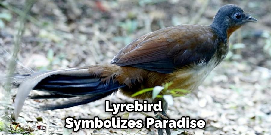 Lyrebird Symbolizes Paradise