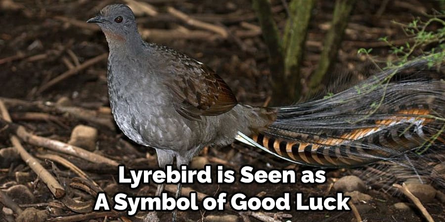 Lyrebird is Seen as a Symbol of Good Luck