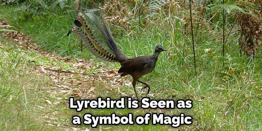 Lyrebird is Seen as a Symbol of Magic