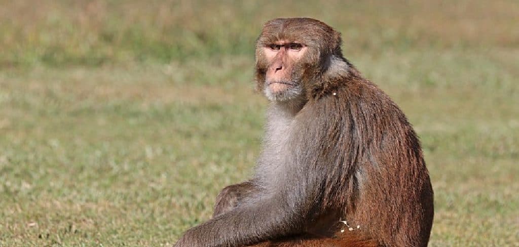 Macaque Spiritual Meaning