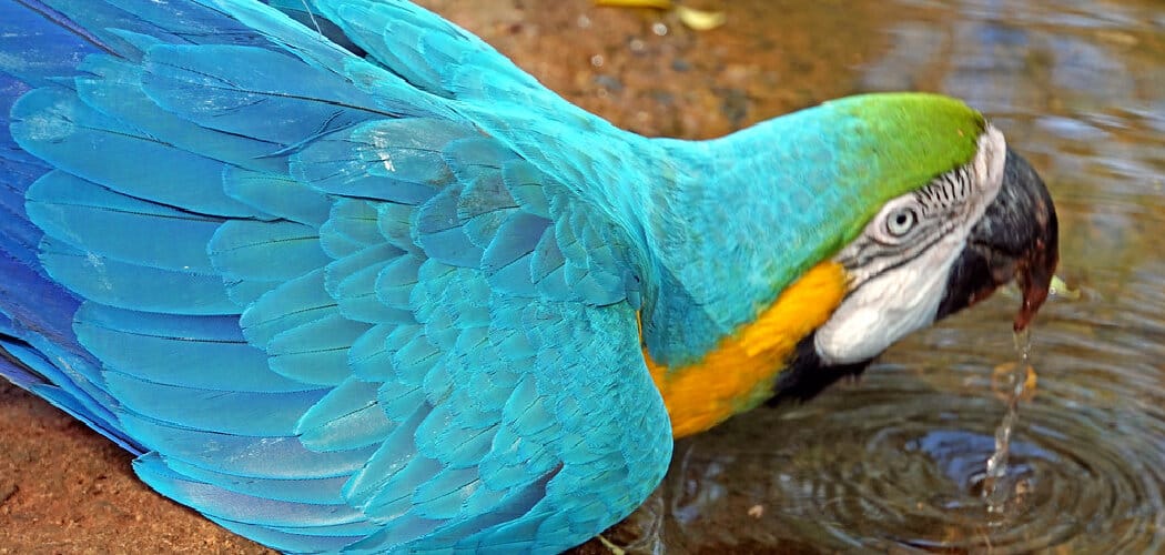 Macaw Spiritual Meaning