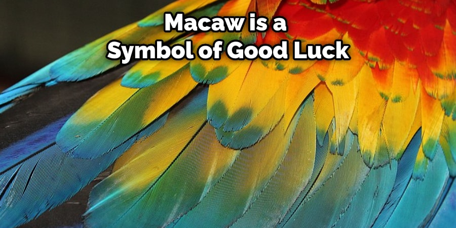 Macaw is a Symbol of Good Luck