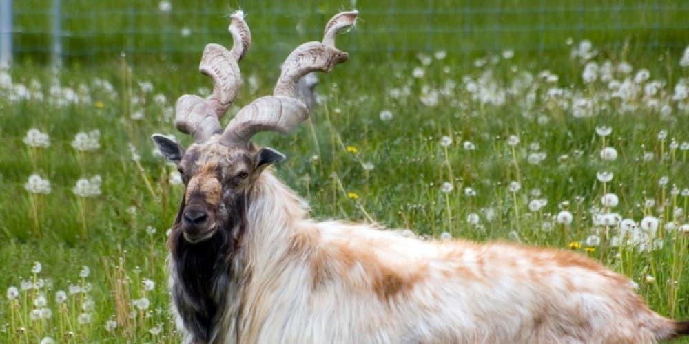 Markhor Spiritual Meaning, Symbolism and Totem
