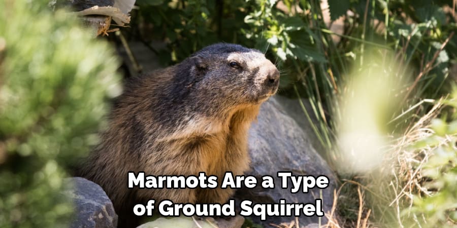 Marmots Are a Type of Ground Squirrel