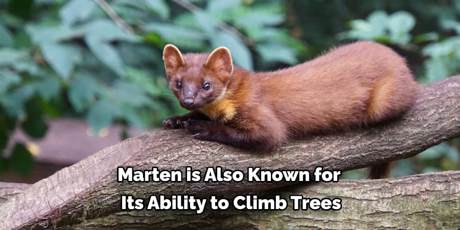 Marten is Also Known for Its Ability to Climb Trees