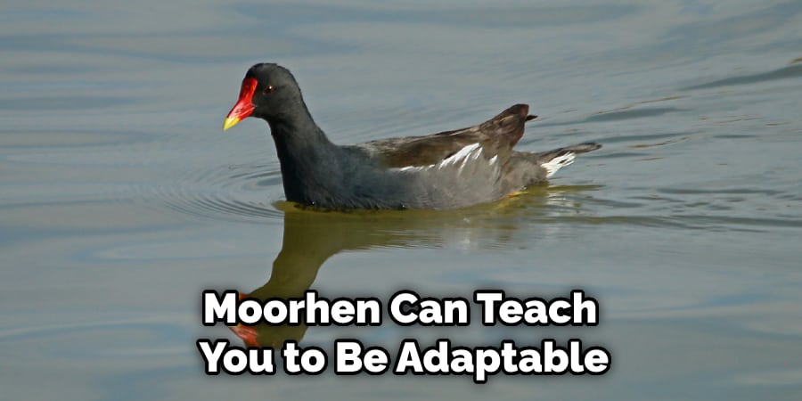 Moorhen Can Teach You to Be Adaptable