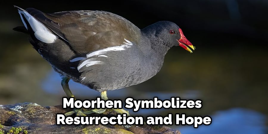 Moorhen Symbolizes Resurrection and Hope