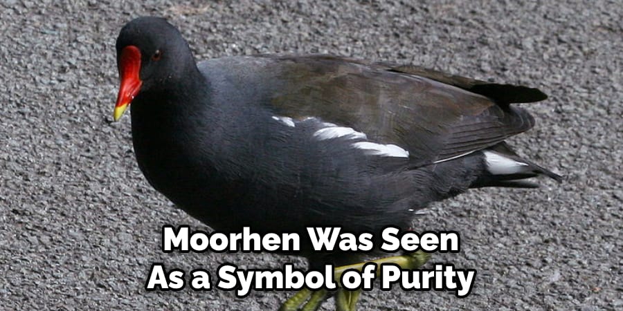 Moorhen Was Seen as a Symbol of Purity