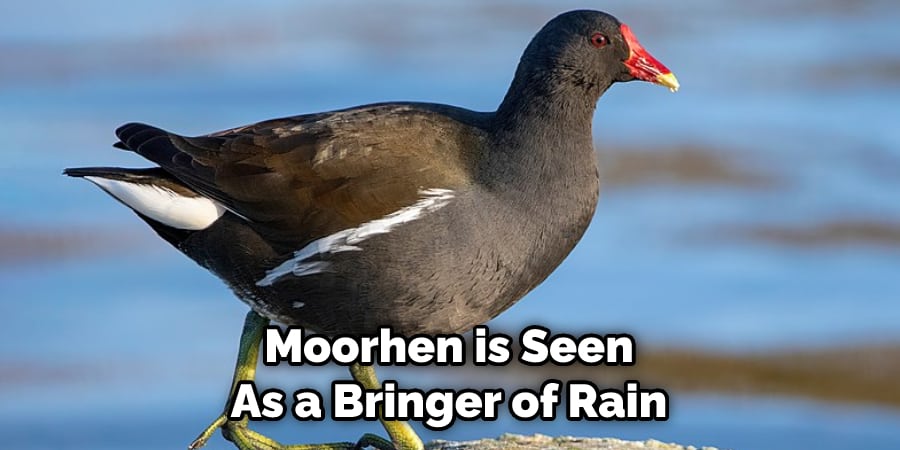 Moorhen is Seen as a Bringer of Rain